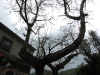 20100403_31